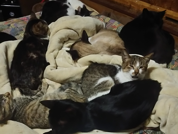 A17c9aaa61e80a1bf71d0d850af4e5baa9800bbd