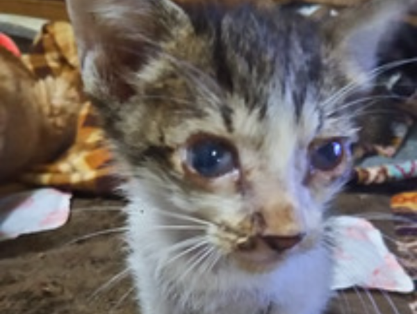 A17c9aaa61e80a1bf71d0d850af4e5baa9800bbd