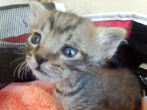 A17c9aaa61e80a1bf71d0d850af4e5baa9800bbd