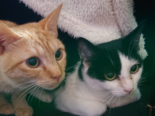 A17c9aaa61e80a1bf71d0d850af4e5baa9800bbd