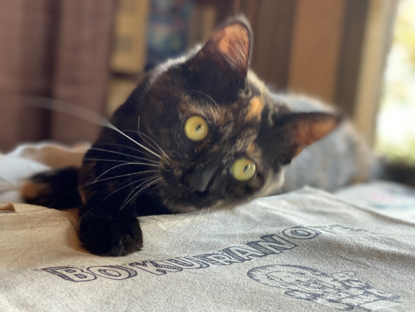 A17c9aaa61e80a1bf71d0d850af4e5baa9800bbd