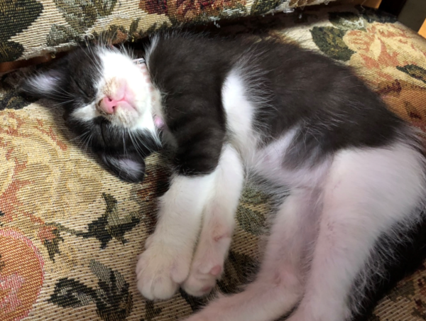 A17c9aaa61e80a1bf71d0d850af4e5baa9800bbd