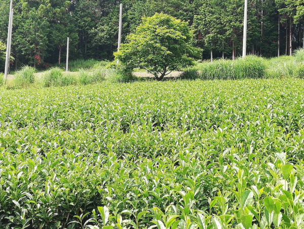 A17c9aaa61e80a1bf71d0d850af4e5baa9800bbd