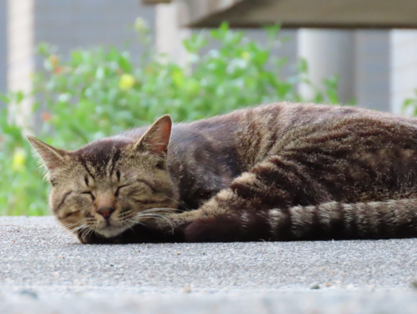 A17c9aaa61e80a1bf71d0d850af4e5baa9800bbd