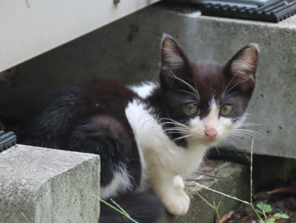 A17c9aaa61e80a1bf71d0d850af4e5baa9800bbd