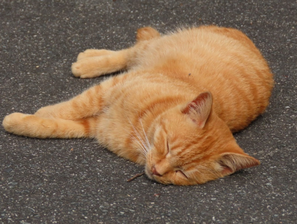 A17c9aaa61e80a1bf71d0d850af4e5baa9800bbd