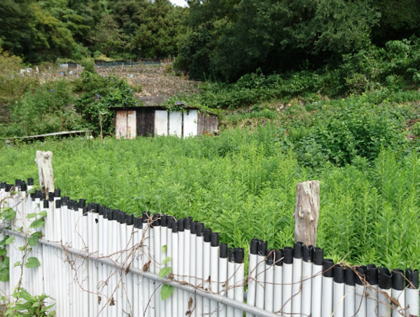 A17c9aaa61e80a1bf71d0d850af4e5baa9800bbd