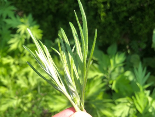 A17c9aaa61e80a1bf71d0d850af4e5baa9800bbd