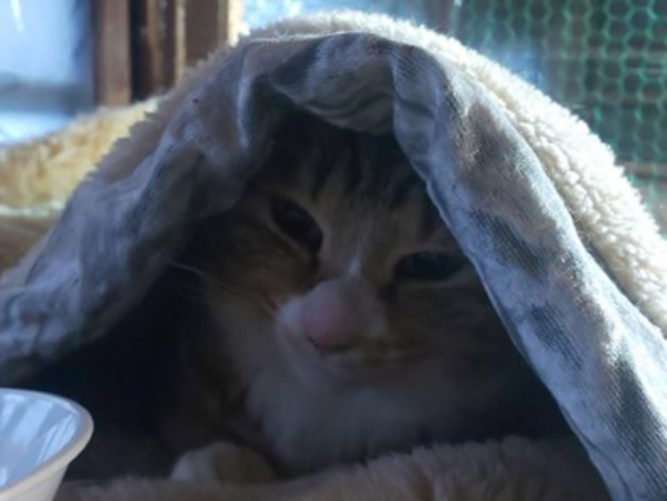 A17c9aaa61e80a1bf71d0d850af4e5baa9800bbd