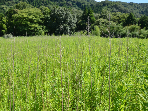 A17c9aaa61e80a1bf71d0d850af4e5baa9800bbd