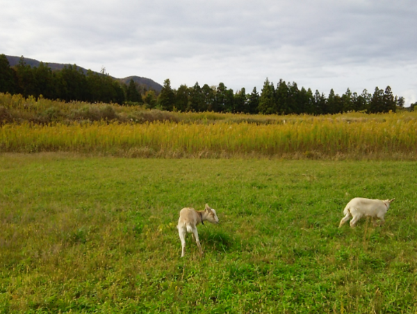 A17c9aaa61e80a1bf71d0d850af4e5baa9800bbd