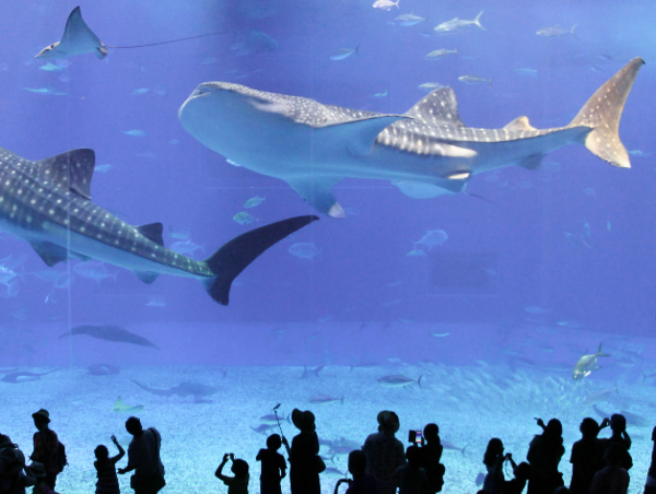 A17c9aaa61e80a1bf71d0d850af4e5baa9800bbd