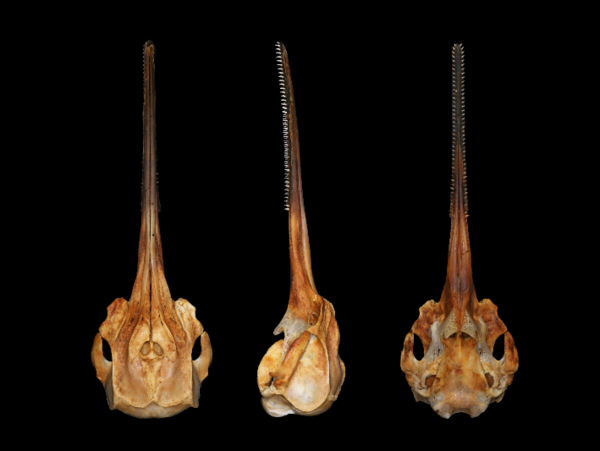 A17c9aaa61e80a1bf71d0d850af4e5baa9800bbd