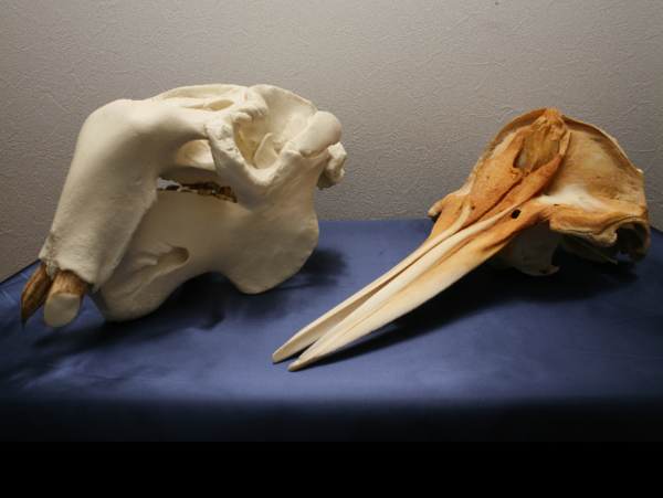 A17c9aaa61e80a1bf71d0d850af4e5baa9800bbd