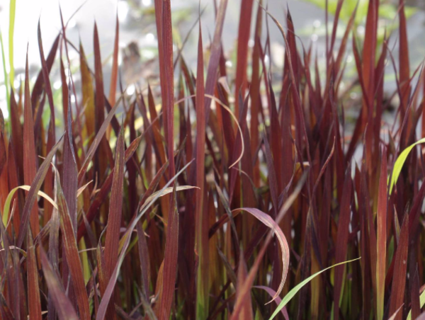 A17c9aaa61e80a1bf71d0d850af4e5baa9800bbd