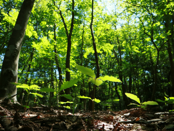 A17c9aaa61e80a1bf71d0d850af4e5baa9800bbd