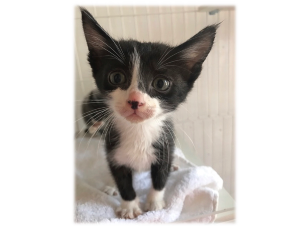 A17c9aaa61e80a1bf71d0d850af4e5baa9800bbd