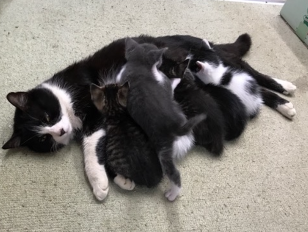 A17c9aaa61e80a1bf71d0d850af4e5baa9800bbd