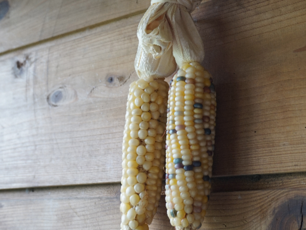 A17c9aaa61e80a1bf71d0d850af4e5baa9800bbd