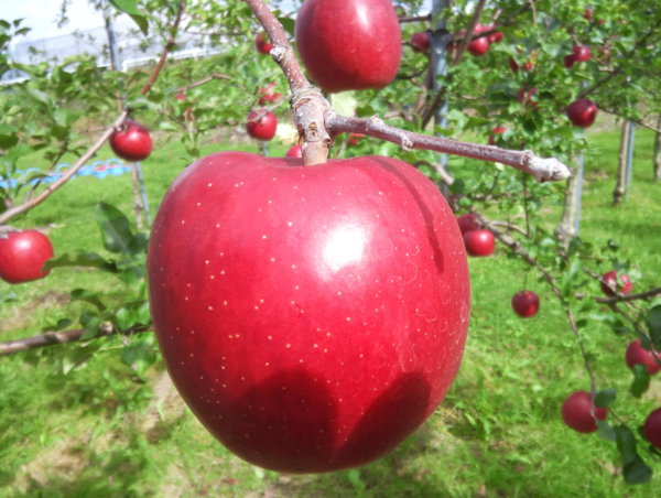 A17c9aaa61e80a1bf71d0d850af4e5baa9800bbd