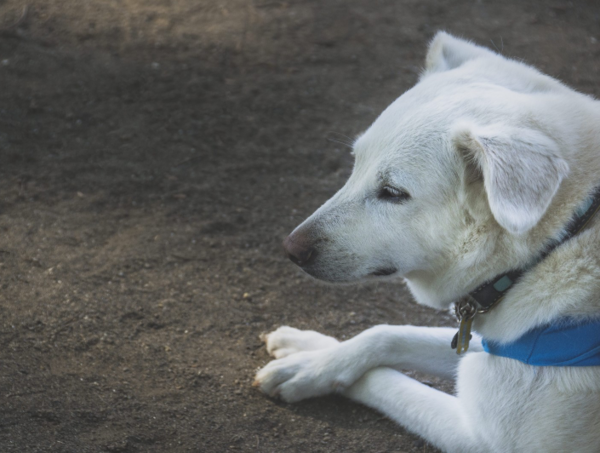 A17c9aaa61e80a1bf71d0d850af4e5baa9800bbd