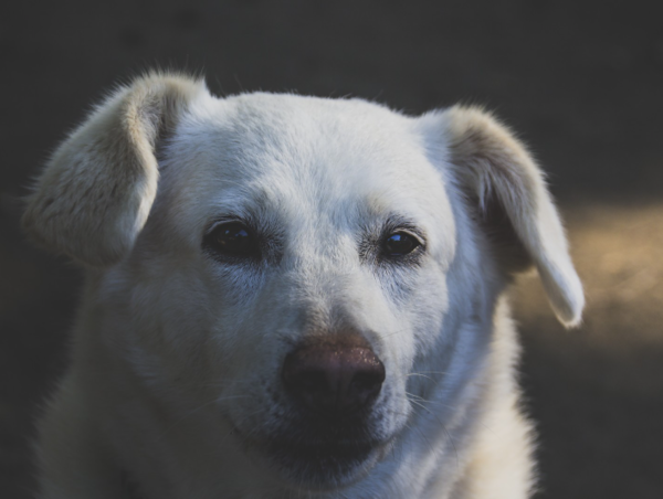 A17c9aaa61e80a1bf71d0d850af4e5baa9800bbd