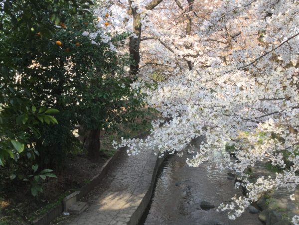 A17c9aaa61e80a1bf71d0d850af4e5baa9800bbd