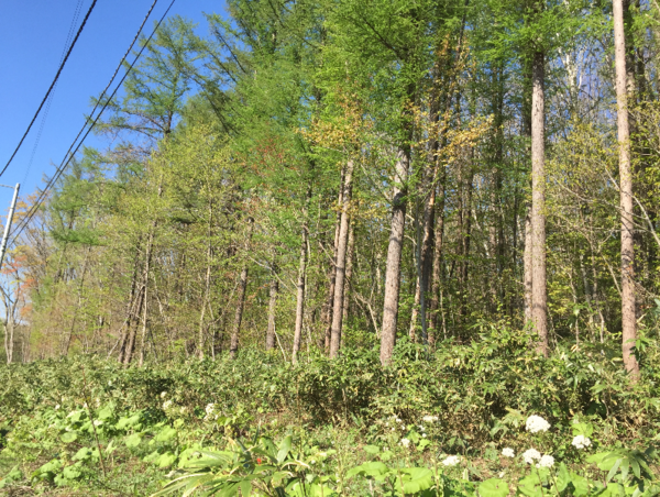 A17c9aaa61e80a1bf71d0d850af4e5baa9800bbd