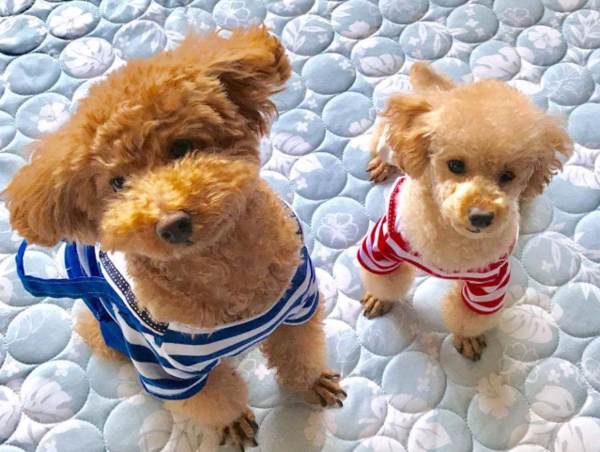 A17c9aaa61e80a1bf71d0d850af4e5baa9800bbd