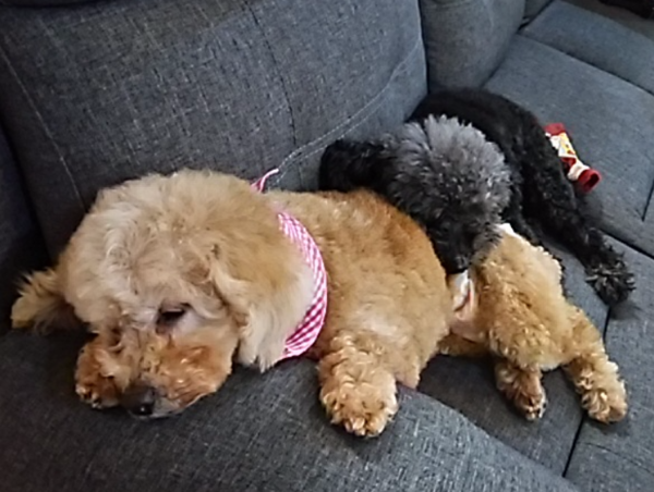 A17c9aaa61e80a1bf71d0d850af4e5baa9800bbd