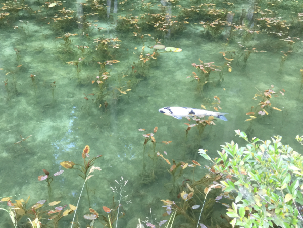 A17c9aaa61e80a1bf71d0d850af4e5baa9800bbd