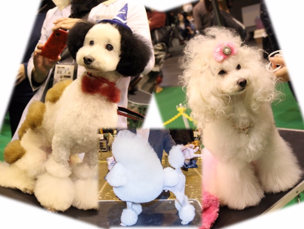 A17c9aaa61e80a1bf71d0d850af4e5baa9800bbd