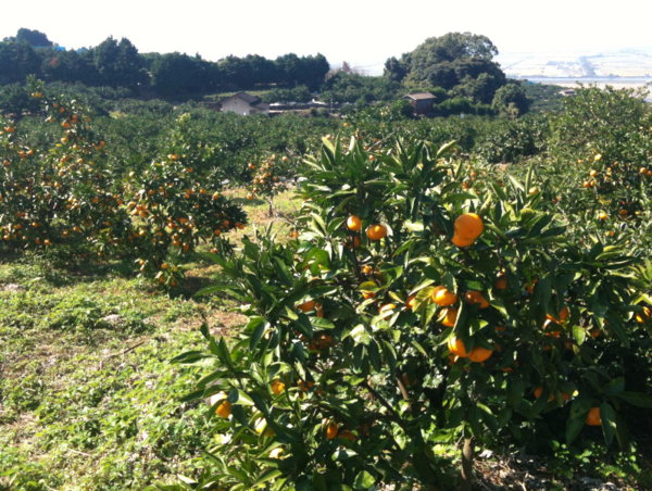 A17c9aaa61e80a1bf71d0d850af4e5baa9800bbd