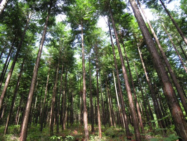 A17c9aaa61e80a1bf71d0d850af4e5baa9800bbd