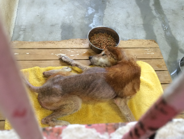 A17c9aaa61e80a1bf71d0d850af4e5baa9800bbd