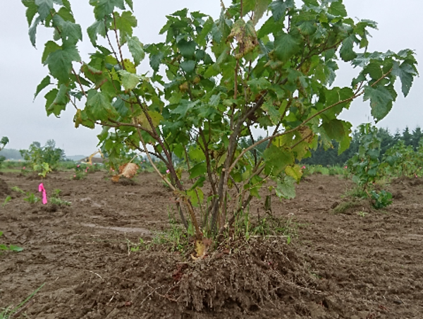 A17c9aaa61e80a1bf71d0d850af4e5baa9800bbd