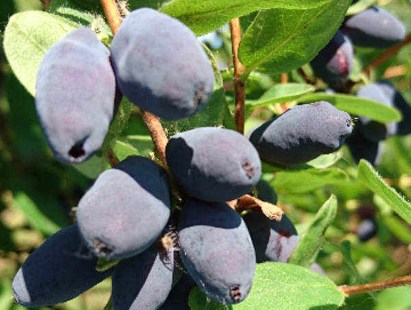 A17c9aaa61e80a1bf71d0d850af4e5baa9800bbd