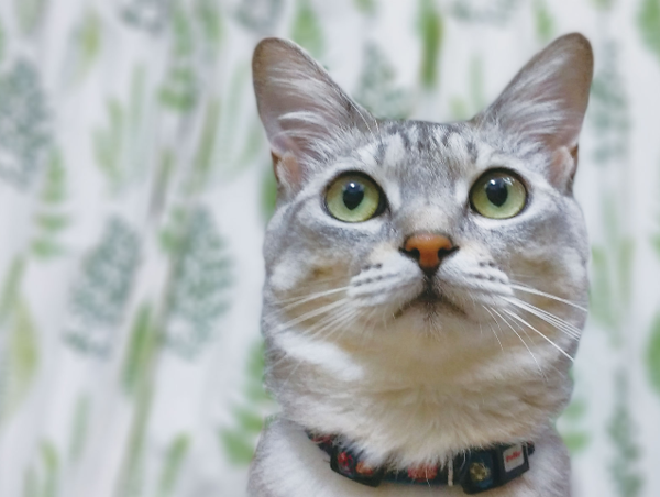 A17c9aaa61e80a1bf71d0d850af4e5baa9800bbd