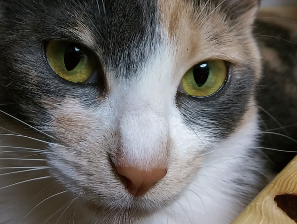 A17c9aaa61e80a1bf71d0d850af4e5baa9800bbd