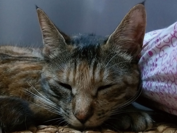 A17c9aaa61e80a1bf71d0d850af4e5baa9800bbd