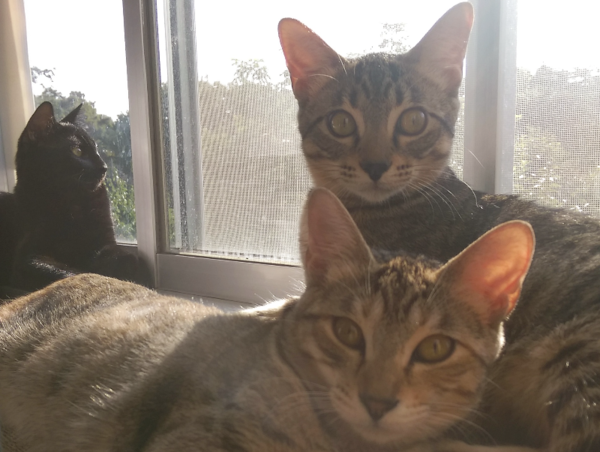 A17c9aaa61e80a1bf71d0d850af4e5baa9800bbd