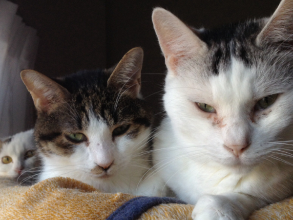 A17c9aaa61e80a1bf71d0d850af4e5baa9800bbd