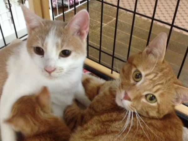 A17c9aaa61e80a1bf71d0d850af4e5baa9800bbd