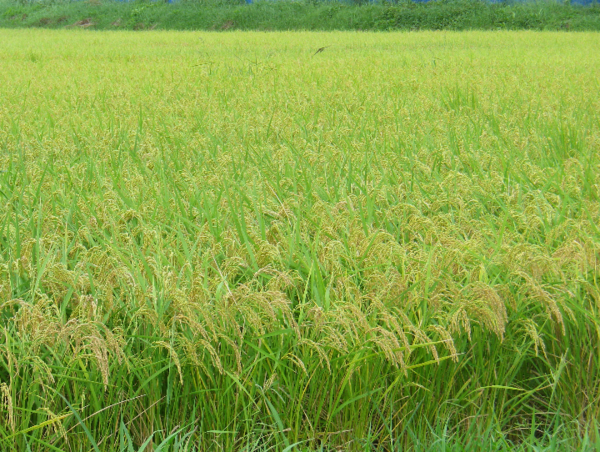 A17c9aaa61e80a1bf71d0d850af4e5baa9800bbd