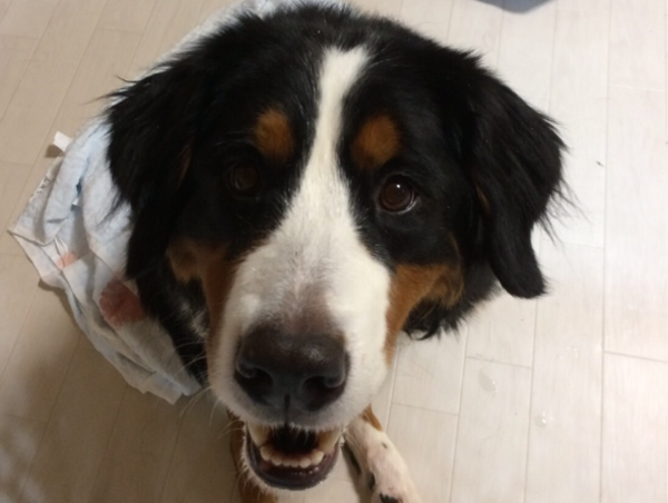 A17c9aaa61e80a1bf71d0d850af4e5baa9800bbd