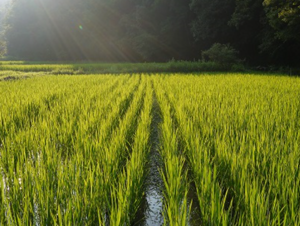 A17c9aaa61e80a1bf71d0d850af4e5baa9800bbd