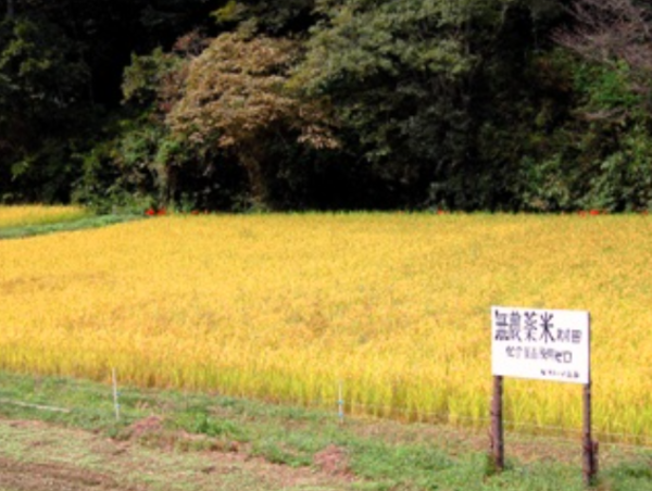 A17c9aaa61e80a1bf71d0d850af4e5baa9800bbd