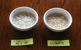 リゾット米とコシヒカリ（共に北条米）食べ比べセット