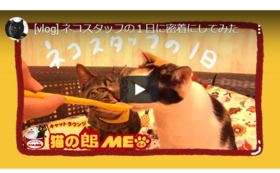 猫の館ME You Tubeチャンネル限定動画コース