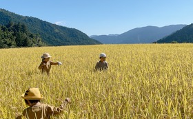 稲作参加と見守権・棚田米10kg　Experience Rice Cultivation at the Yaeji